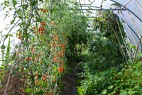 Tomatoes and Nasturtiums growing in polytunnel
