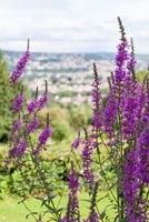 Purple Loosestrife in garden border
