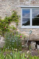 Roses and Love in a mist growing by farmhouse window