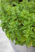 Herb growing in pot