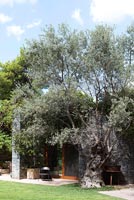 Olive tree beside patio
