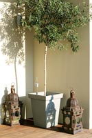 Olive tree in pot with decorative lanterns