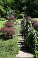 Wooden steps bordered by Japanese Maple trees