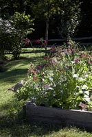 Nicotiana growing in timber edged border