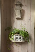 Ferns in wall mounted container