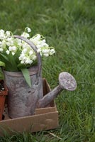 Bunch of Lily of the Valley flowers in galvanized watering can