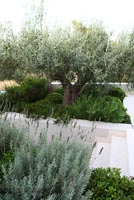 Raised beds with Olive trees and Lavenders