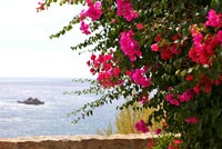 Bougainvillea and Aegean sea view, Mykonos, Greece