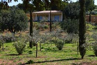 Garden with Olive and Cypress trees