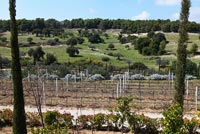 View of vineyard, Greece