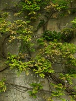 Wisteria growing up wall