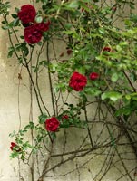 Roses growing up wall
