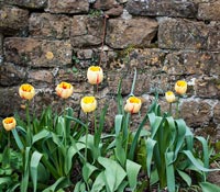 Yellow Tulips growing in front of wall