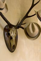 Wall mounted stags skull