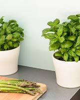 Pots of Basil on kitchen counter