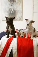 Pet dogs on bed