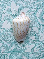 Shell on patterned fabric