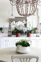 Potted houseplants on kitchen table