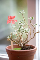 Pelargonium in terracotta pot