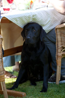 Black labrador sitting under garden table