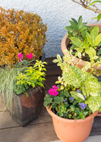 Colourful pot plants