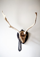 Beads hanging from antlers