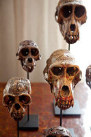 Carved animal skulls