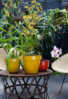 Colourful pot plants on patio table