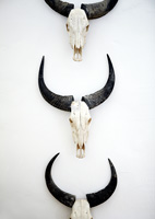 Wall mounted animal skulls