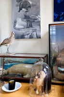 Taxidermy and art display