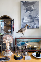 Taxidermy and art display
