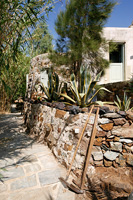 Stone path and wall with succulents