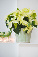 Christmas display of Poinsettias and Ornamental cabbage foliage on mantlepiece