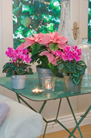 Pink Cyclamen and Poinsetties in galvanized pots on metal table