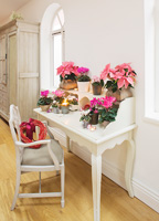 Christmas houseplants and decorations on white desk