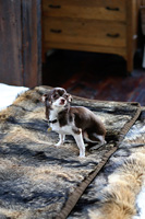 Pet dog sitting on fur bedspread