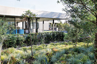 Contemporary house and garden with grasses