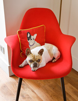 Dog sitting on red chair