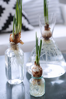 Bulbs in glass containers