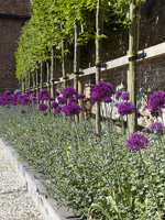 Minimal garden border with Alliums and pleached trees