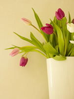 Tulip flowers in white vase