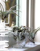 Houseplants in glass containers