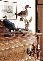 Taxidermy on vintage chest of drawers