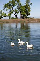 White ducks on lake, Langeberg mountains, South Africa
