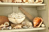 Shell collection in wooden cabinet
