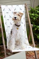 Dog sitting on deckchair