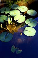 Waterlilies in pond