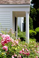 Pink Roses growing by porch