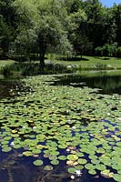 Waterlilies in lake
