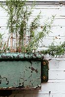 Rosemary plant in wall mounted pot
